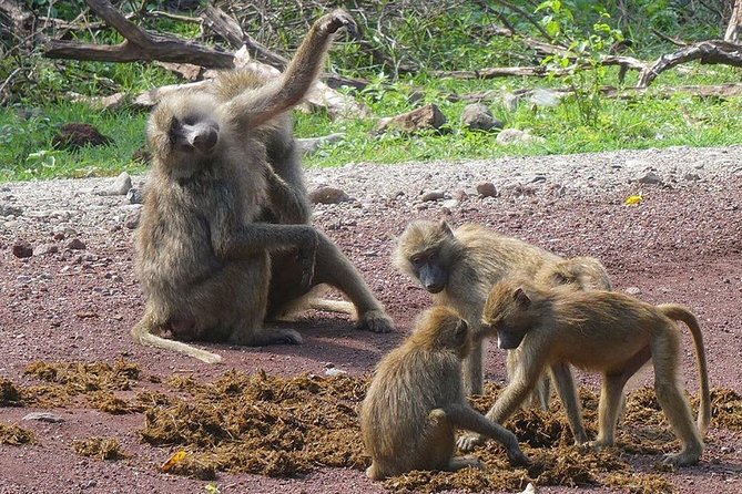Best 3 Days Tanzania Shared Safari Tarangire Ngorororo Manyara - Safari Reviews and Ratings
