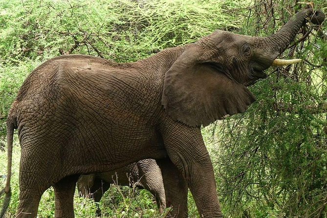 Best 3 Days Tanzania Shared Safari Tarangire Ngorororo Manyara - Destination Highlights
