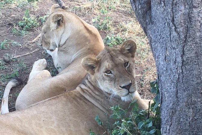 Best 5 Days Tanzania Group Budget Camping Safari - Detailed Itinerary