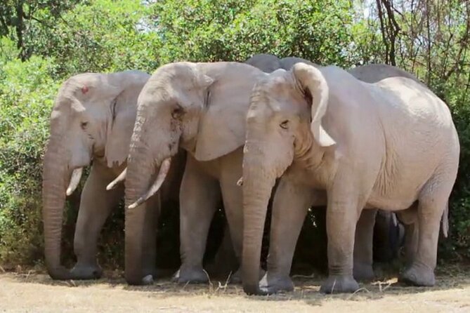 Best 5 Days Tanzania Group Budget Camping Safari - Wildlife Sightings