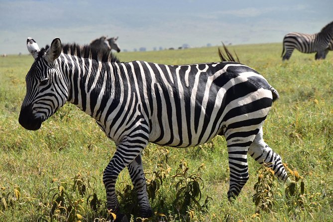 Best 5 Days Tanzania Group Budget Camping Safari - Group Size and Accessibility
