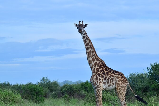 Best 5 Days Tanzania Midrange Group Joining Safari Tour - Meeting and Pickup