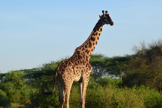 Best 5 Days Tanzania Midrange Group Joining Safari Tour - Pricing and Cancellation Policy