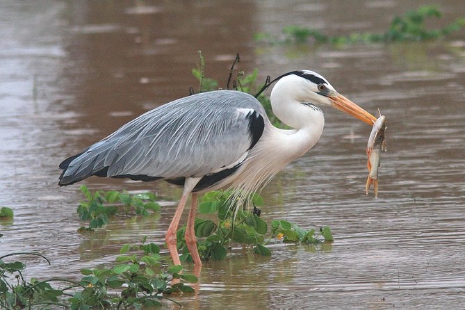 Best Birdwatching Lagoon Tour - Pickup and Schedule