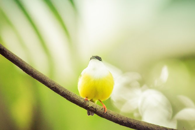 Best Birdwatching Tour in La Fortuna: Explore Ecocentro Danaus - Tour Inclusions