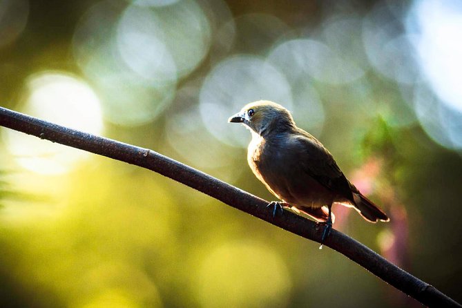 Best Birdwatching Tour in La Fortuna: Explore Ecocentro Danaus - Tour Ratings and Reviews