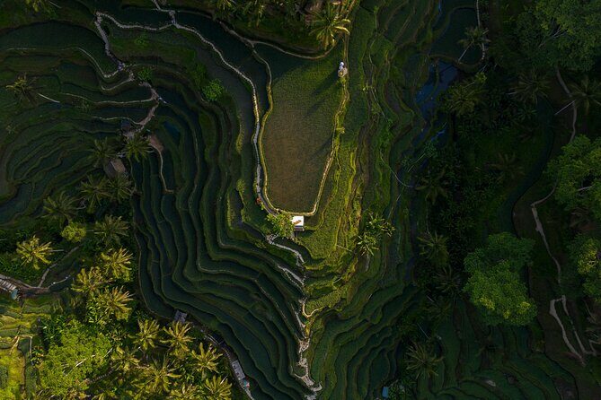 Best Day Tour - #1 Ubud Top Attraction - Key Points