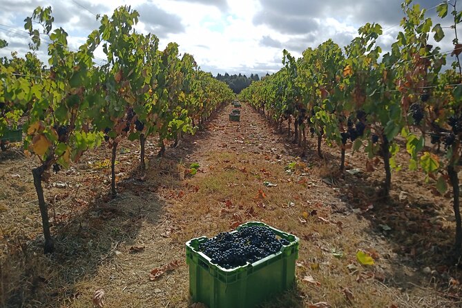 Best Flavors of Bairrada Winery Route, Half Day From Coimbra - Exploring Bussaco Forest
