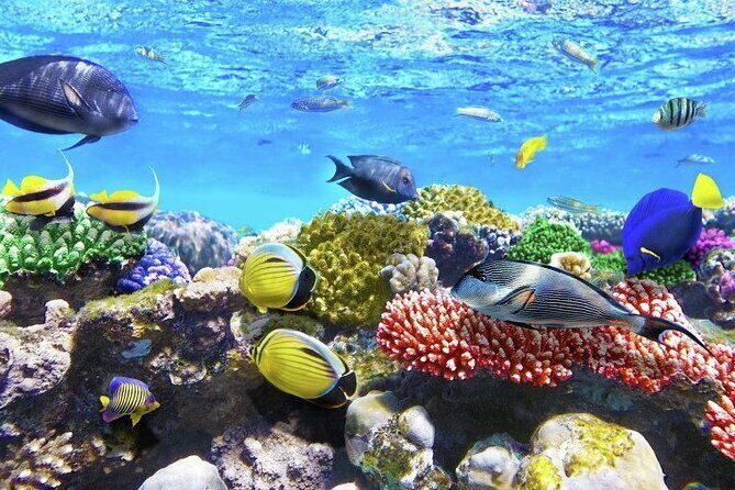 Best half-day snorkel tour: visit Kaan Luum, Yalku & Cenote - The Sum Up