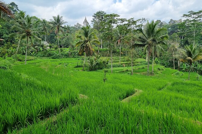 Best Lombok Rice Terrace Walking Tour With Waterfall & Monkey - Benang Kelambu Waterfall