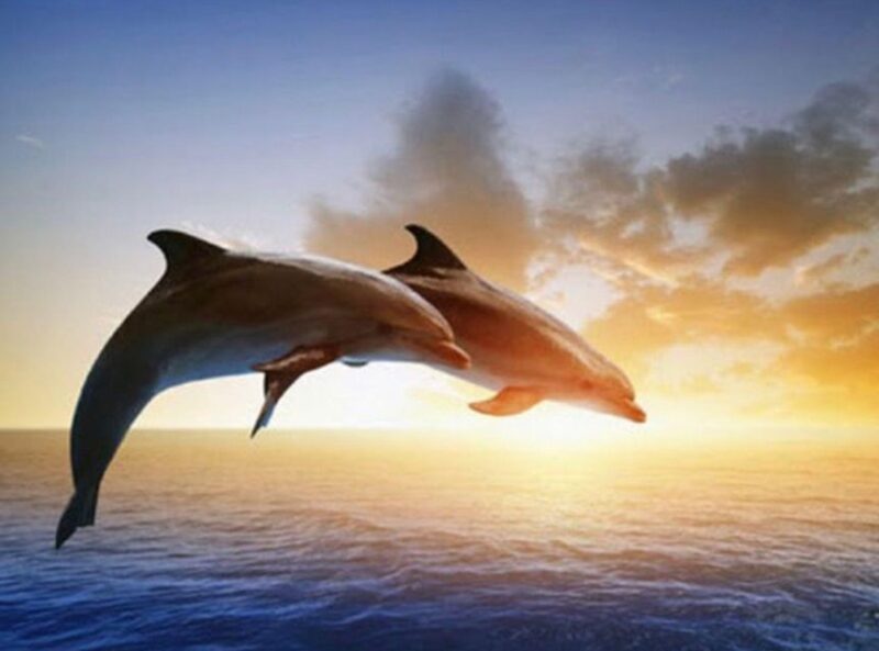 Best Lovina Sunrise Dolphin Private Boat - Experience Highlights