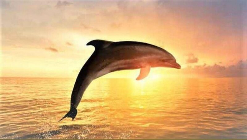 Best Lovina Sunrise Dolphin Private Boat - Important Information
