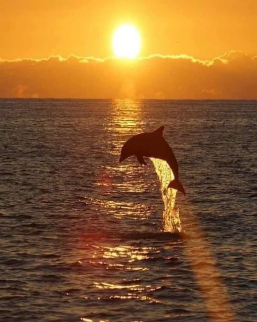 Best Lovina Sunrise Dolphins Watching Tour - Sunrise Vs. Day Trip