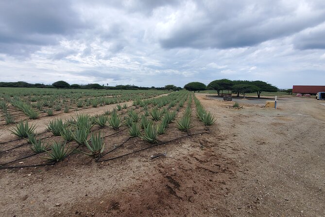 Best of Aruba Private Tours - Pickup Information