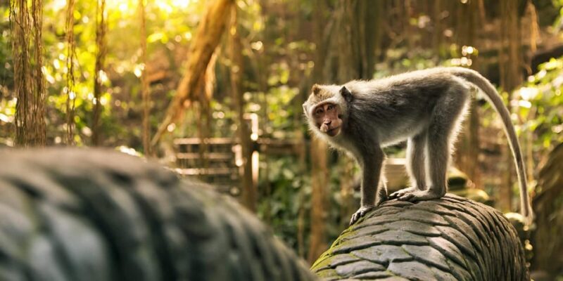 Best of Bali Tour Destination for 10 Hour Car Charter - Medical Conditions and Age Restrictions