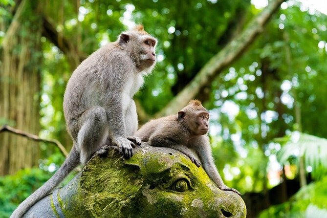Best of Bali Ubud Sightseeing All Inclusive Private Tour - Sacred Monkey Forest Sanctuary