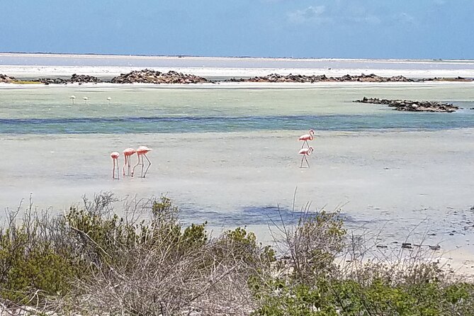 Best of Bonaire - Full Island Tour With a Local. - Reviews and Feedback