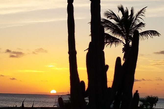 Best of Bonaire - Full Island Tour With a Local. - Wildlife Sightings
