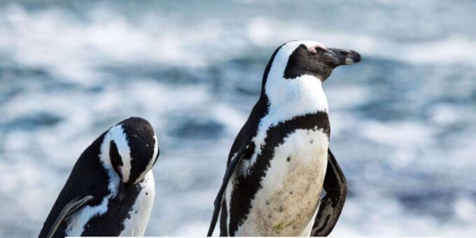 Best of Cape Town 3Day Private Tour - Includes Accommodation - Frequently Asked Questions
