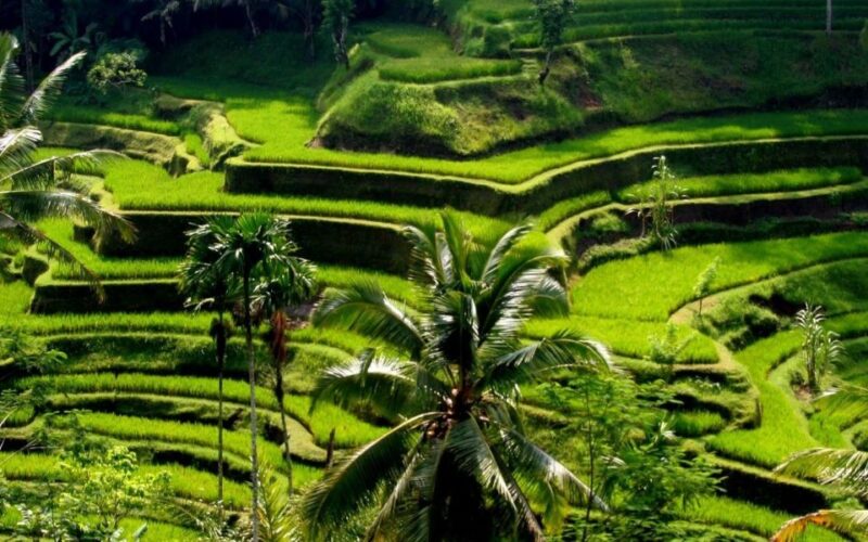 Best of Central Bali: Waterfall, Elephant Cave & Rice Fields - Elephant Cave (Goa Gajah)