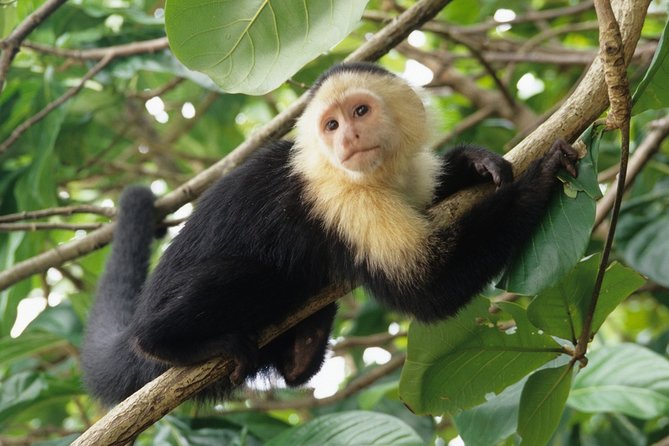 Best of Costa Rica 12D/11N Vacation Package - Immerse in Monteverde Cloud Forest