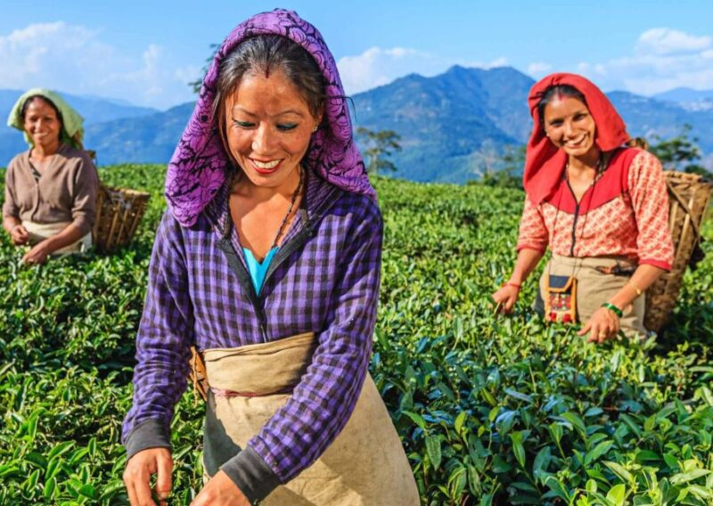 Best of Darjeeling (Guided Halfday Sightseeing Tour by Car) - Peace Pagoda and Mountaineering Institute