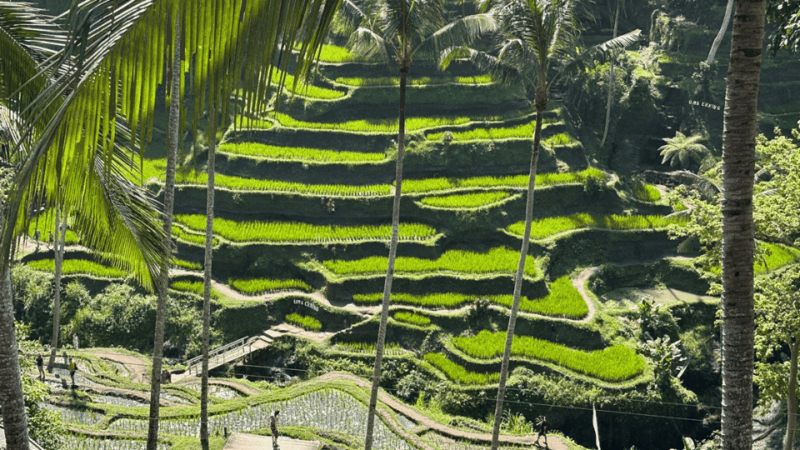 Best of Experience Full Day Ubud Tour With Private Driver - Transportation and Guidance