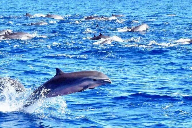 Best Of Full-Day Snorkeling & Beach Excursion with lunch & drinks - Frequently Asked Questions
