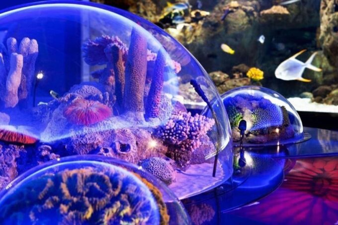 Best of Istanbul Aquarium Tour With Ticket & Hotel Transfer - Transportation Provided