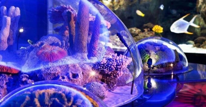 Best of Istanbul Aquarium Tour With Ticket & Hotel Transfer - Frequently Asked Questions