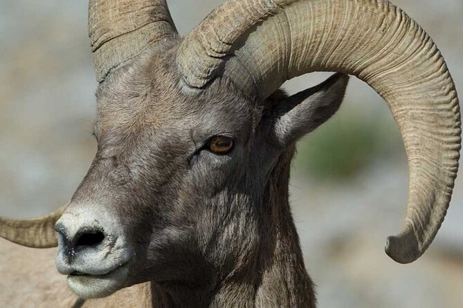 Best of Jackson Hole and The Grand Tetons Private Tour (Summer and Winter) - Tour Details