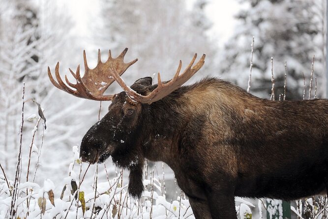 Best of Jackson Hole and The Grand Tetons Private Tour (Summer and Winter) - Mormon Row Historic District