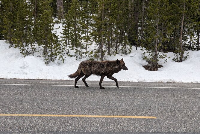 Best of Jackson Hole and The Grand Tetons Private Tour (Summer and Winter) - Teton Village and Tram Ride