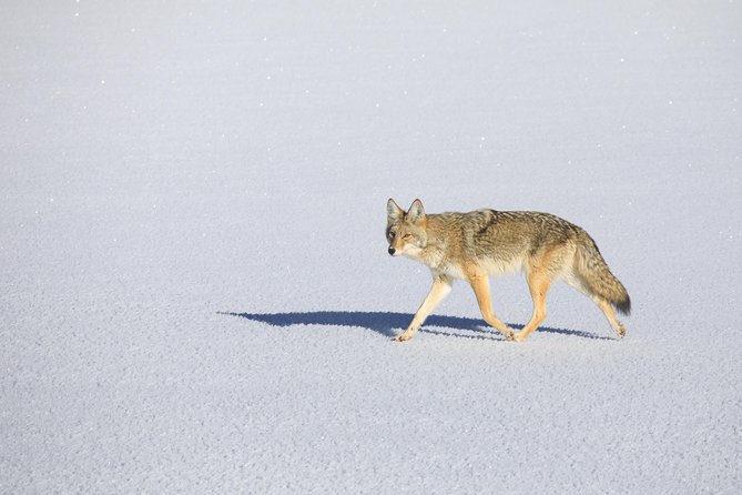 Best of Jackson Hole Wildlife Private Safari Tour - Inclusions and Amenities