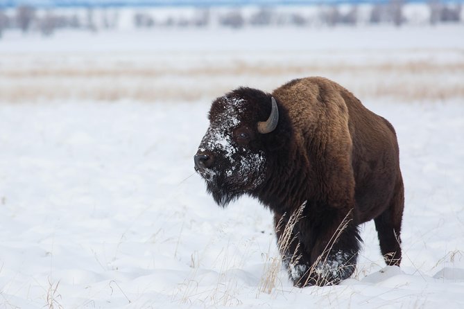 Best of Jackson Hole Wildlife Private Safari Tour - Cancellation and Policies