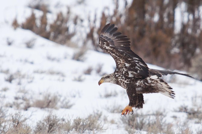 Best of Jackson Hole Wildlife Private Safari Tour - Exploring Grand Teton National Park