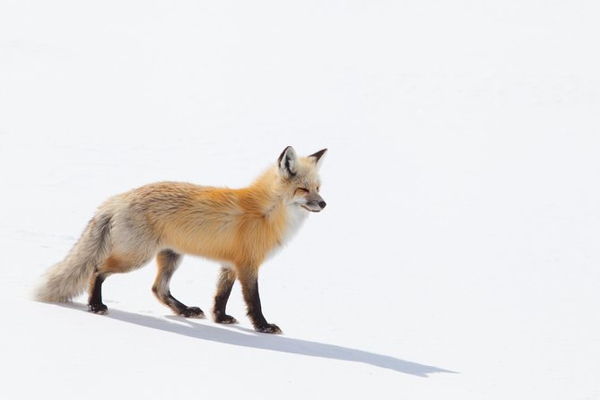 Best of Jackson Hole Wildlife Safari Tour - Cancellation and Group Size Policies