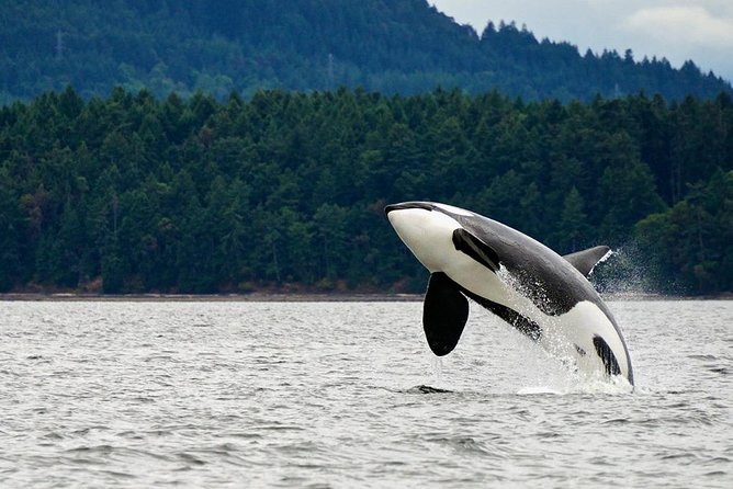 Best of Juneau: Mendenhall Glacier, Whale Watching and Salmon Bake - Traditional Alaskan Salmon Bake