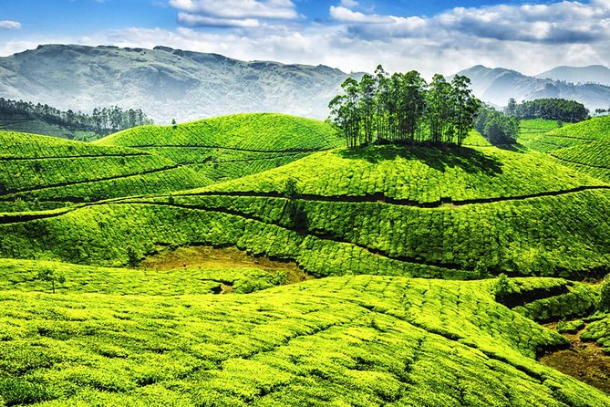 Best of Kerala Tour - Curated Activities
