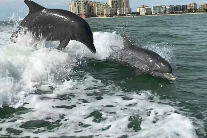 Best of Marco Dolphin Tour - Key Points