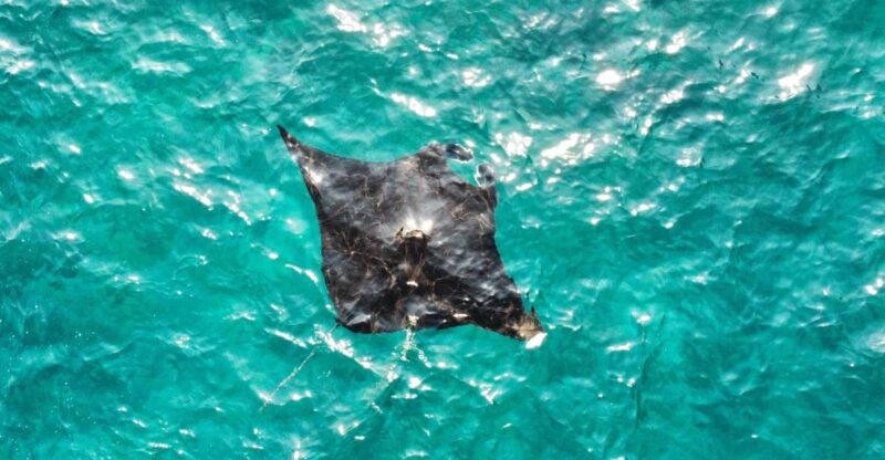 Best of Nusa Penida Day Tour and Private Snorkeling - Key Points