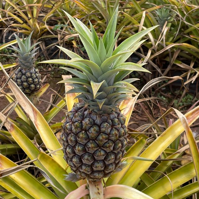 Best of Oahu in One Day - Discover Local Cuisine