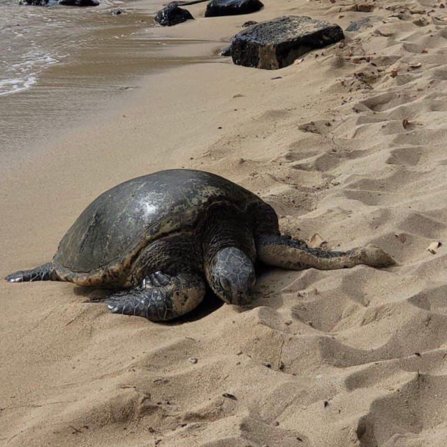 Best of Oahu in One Day - Personalized Exploration