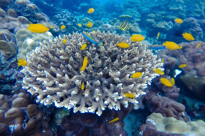Best of Phi Phi Islands Snorkeling Tour From Phuket - Hotel Pickup and Drop-off