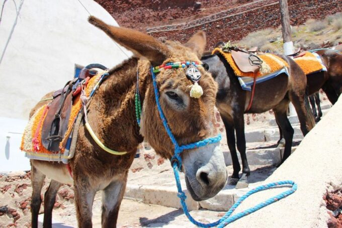 Best of Rhodes & Lindos - First Time Visitors- Half Day Tour - Frequently Asked Questions