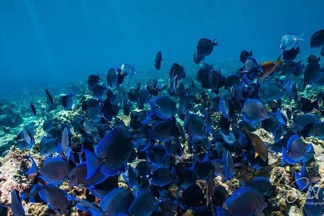 Best of Roatan by Land and Sea - Key Points