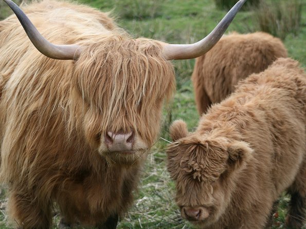 Best of Scotland in a Day Very Small Group Tour From Edinburgh - Overview of the Tour