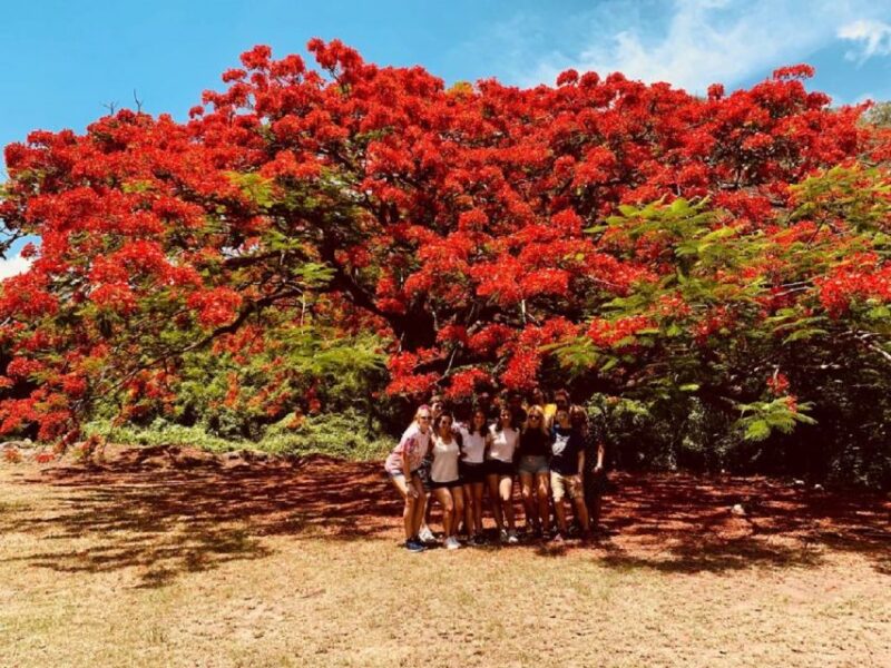 Best of St. Kitts Tour - Tour Highlights and Experience