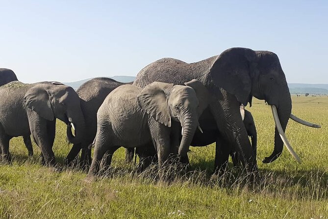 Best of Tanzania 5days 4nights Safari - Key Points