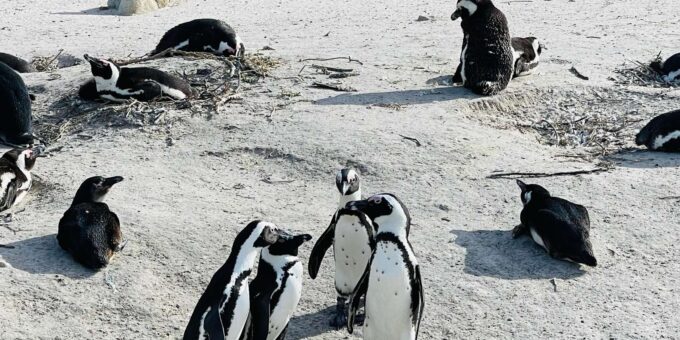 Best of the Cape : Full Day Group Tour - Inclusions and Fees
